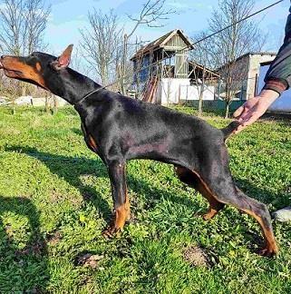 Doberman-štenci-