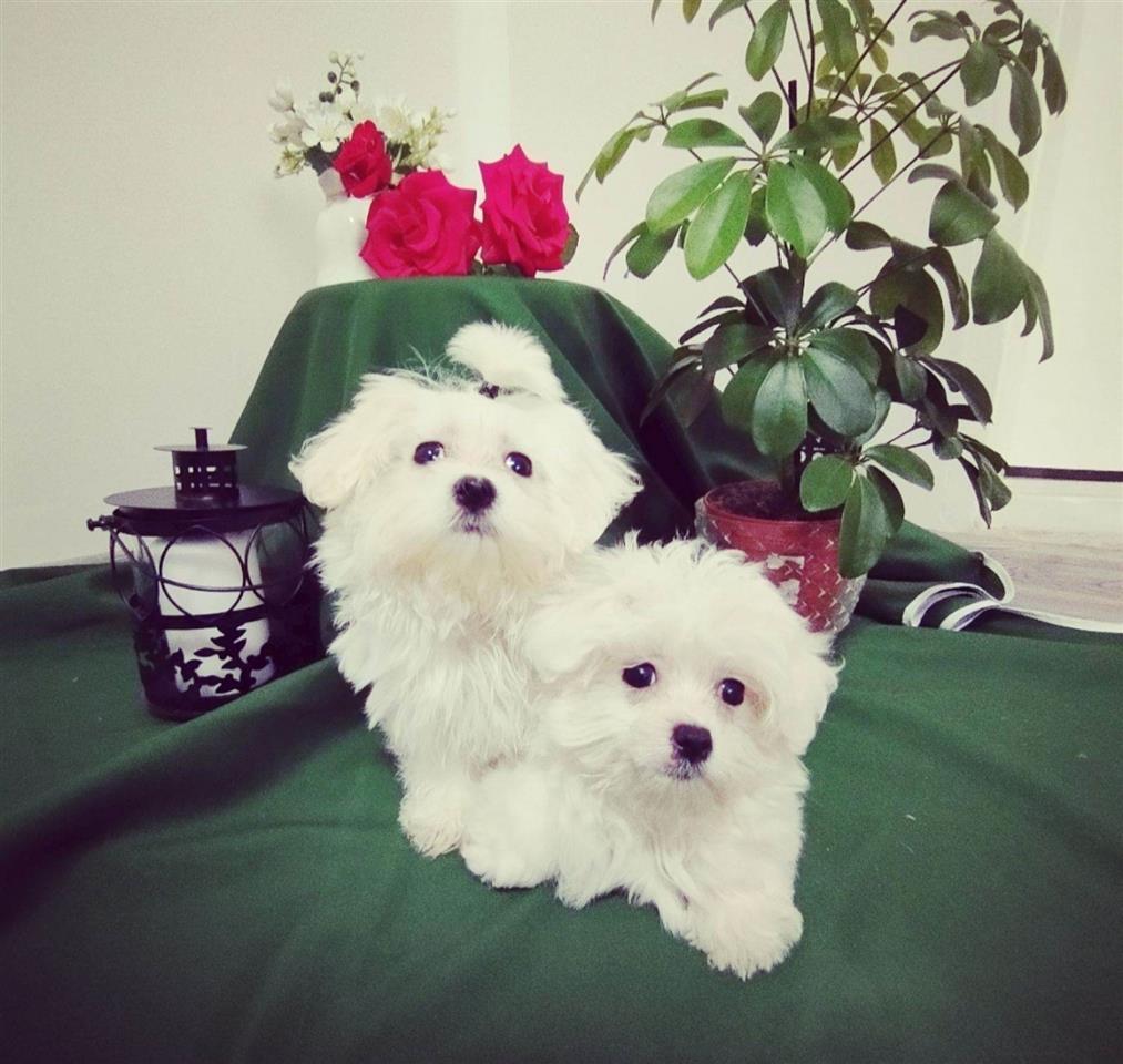 Maltezer-