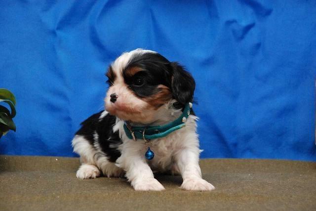 CAVALIER-King-Charles-Spanijel