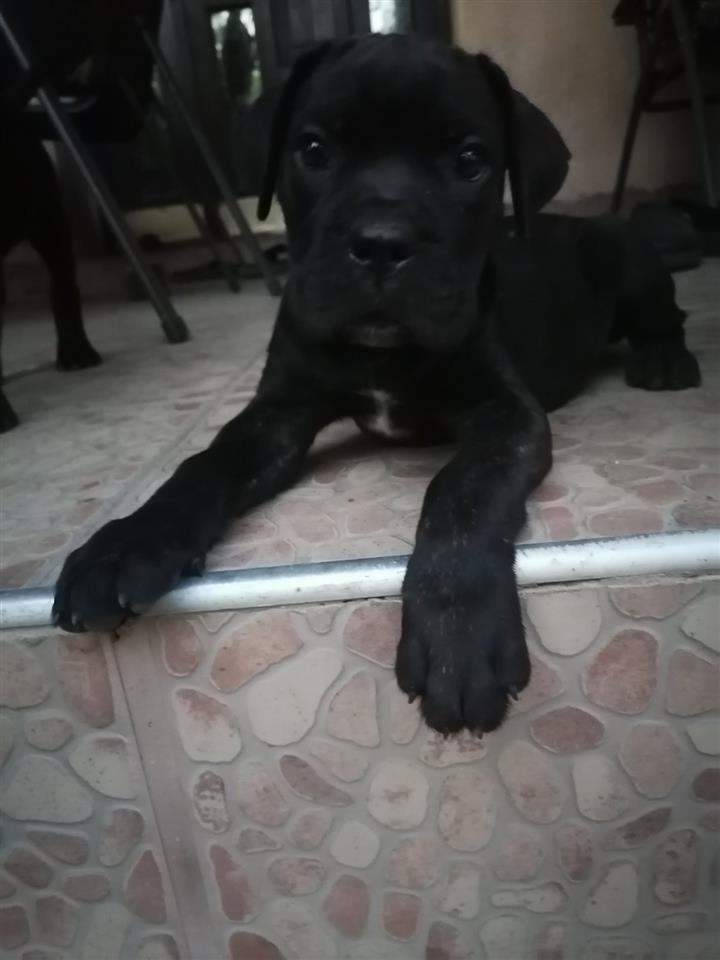 Cane-Corso-stenci