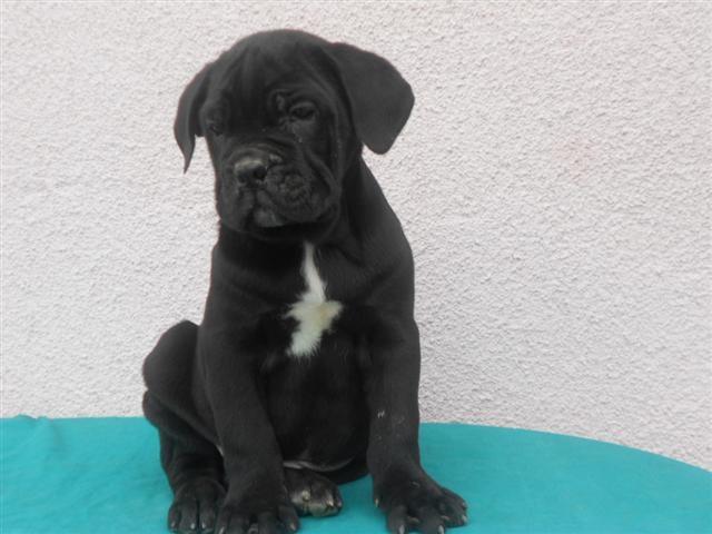 Cane Corso