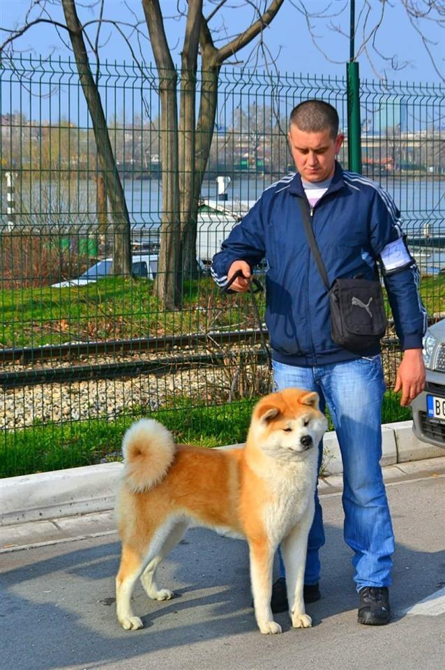 Akita-inu-stenci-
