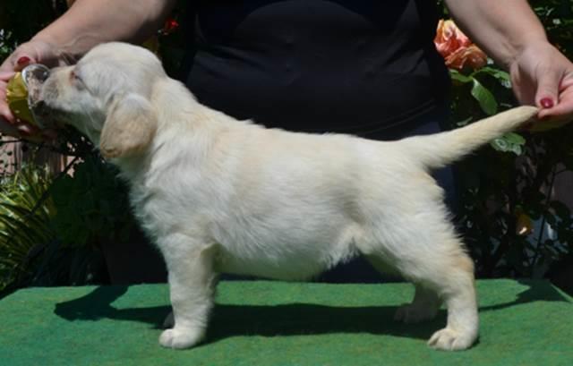 Štenci-labrador-retrivera