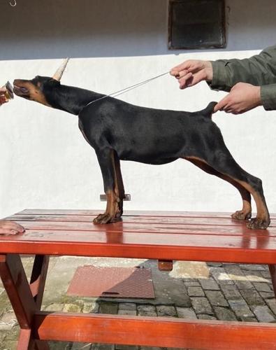 Doberman VRHUNSKI štenci
