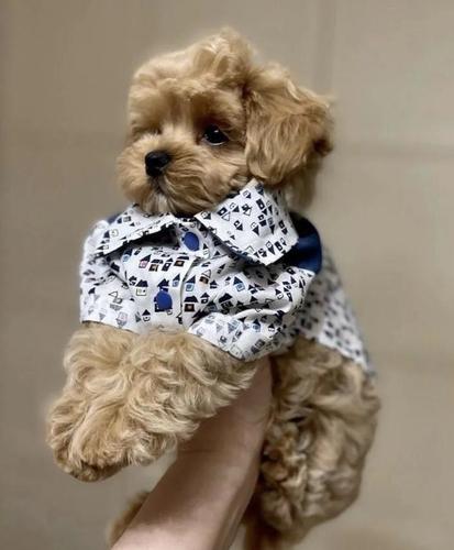 Maltipoo i Bison stenci