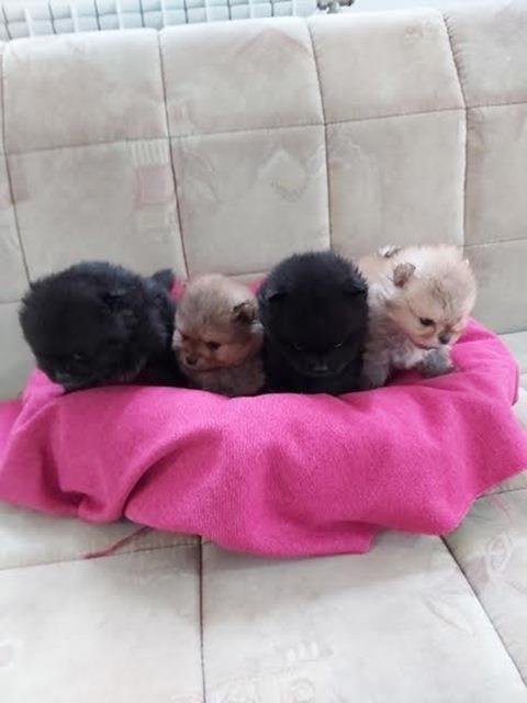 POMERANSKI-SPIC-BOO