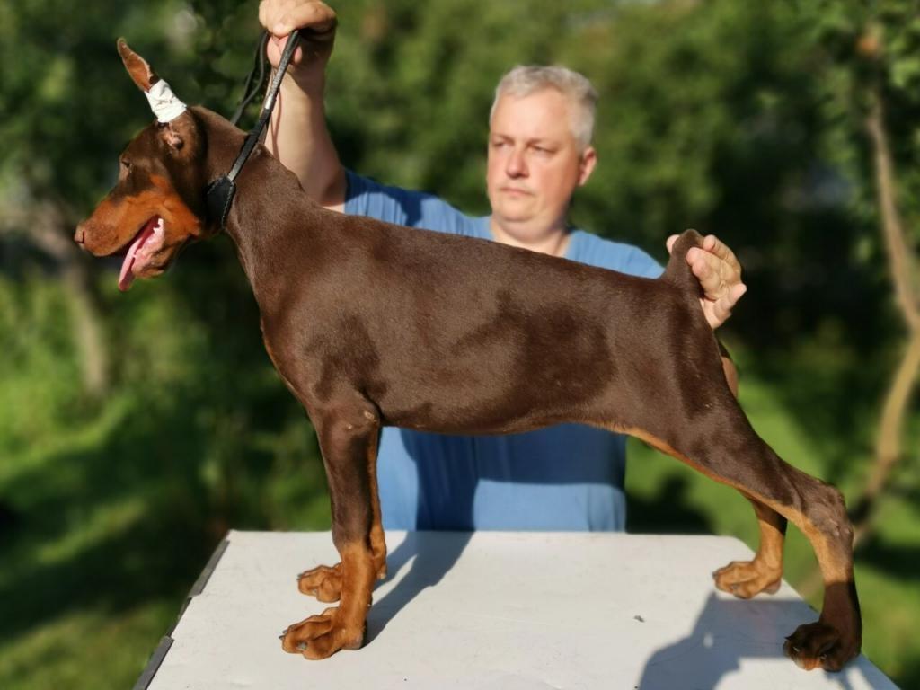 Dobermann-štenad