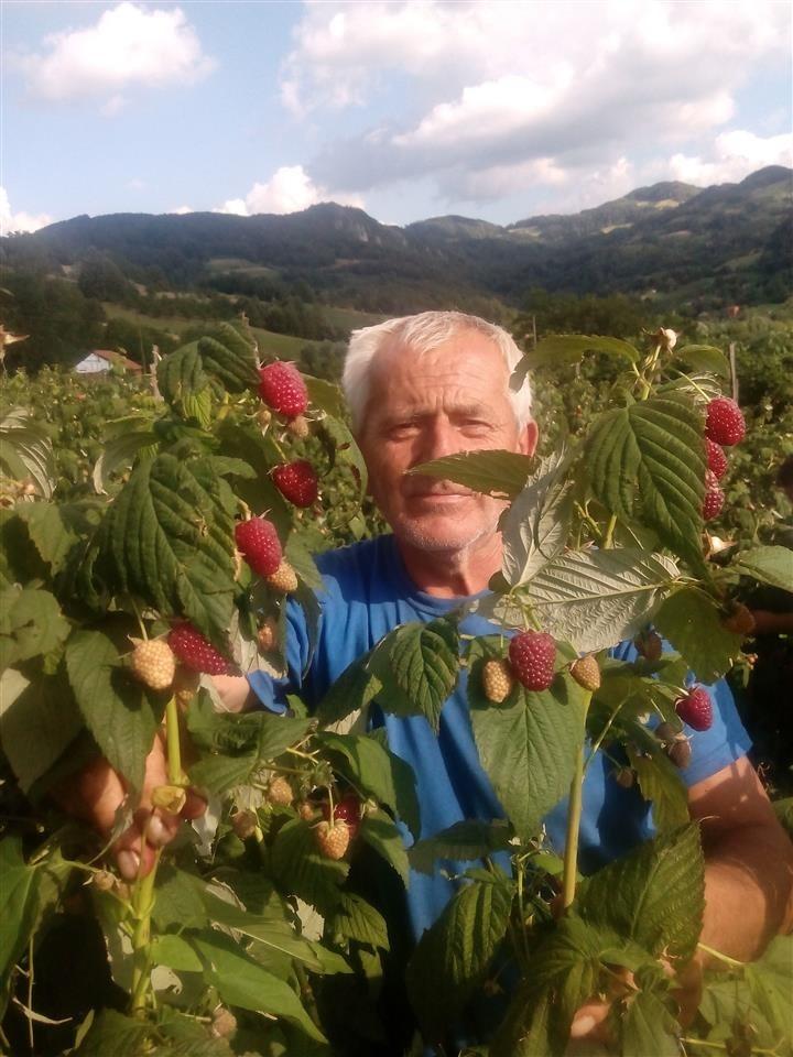 Sadnice-Maline-Vilamet-Miker-Polka-