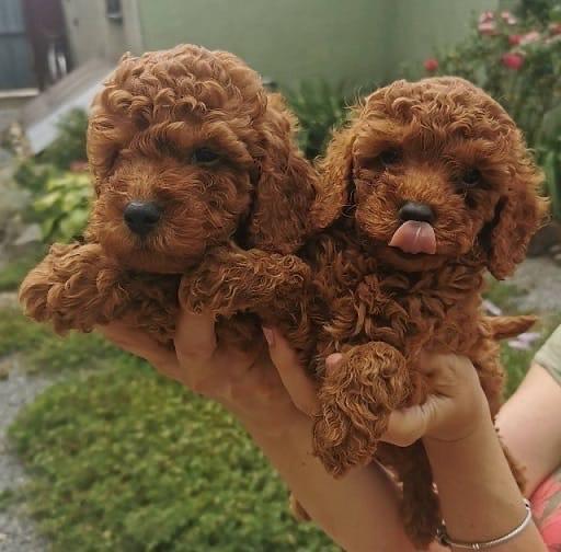 Toy-pudle
