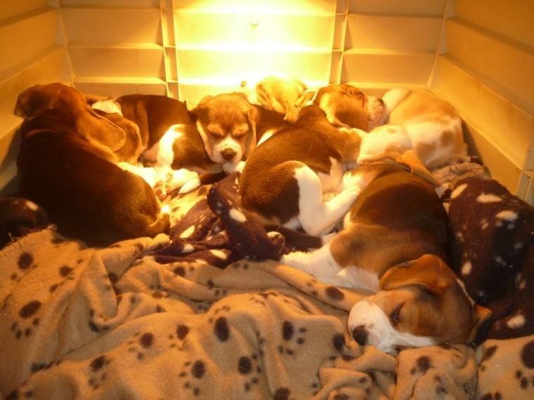 Lijepa-Beagle-Pups-Dostupno