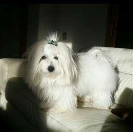 Coton-de-Tulear