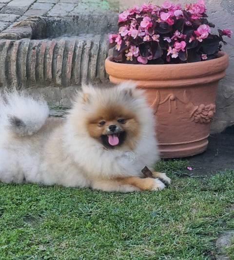 Pomeranac-ženkica