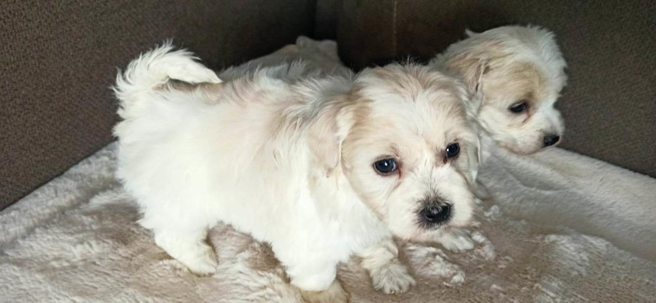Coton-De-Tulear-štenci