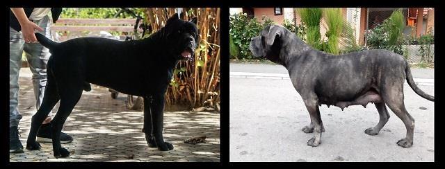Cane-corso-štenci