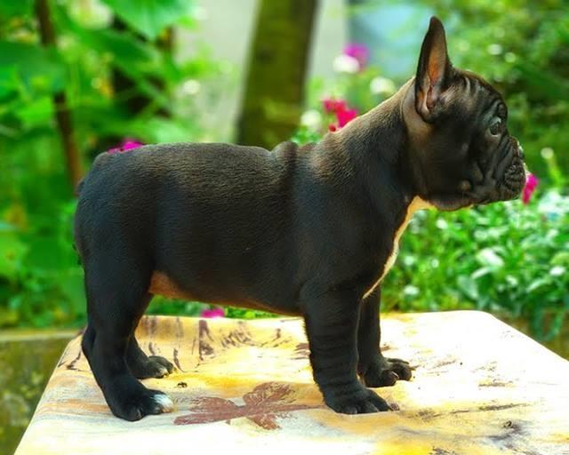 Francuski-buldog