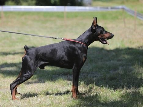 Stenci-Dobermana