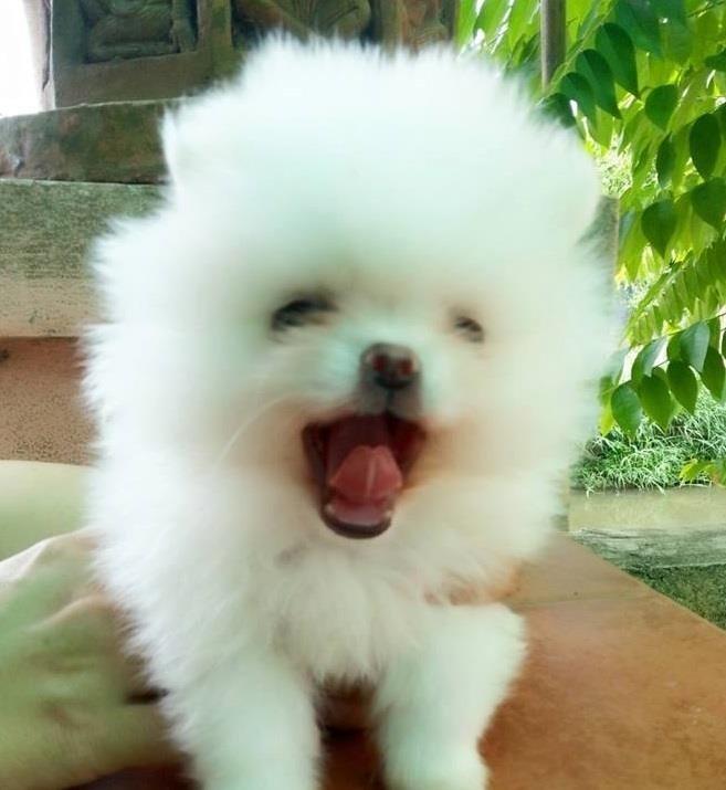 Pomeranski-spic