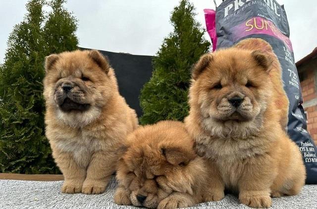 Chow-chow-štenci