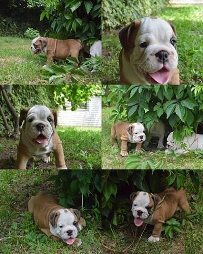 Engleski-buldog-