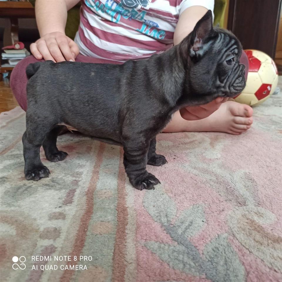 Francuski-buldog
