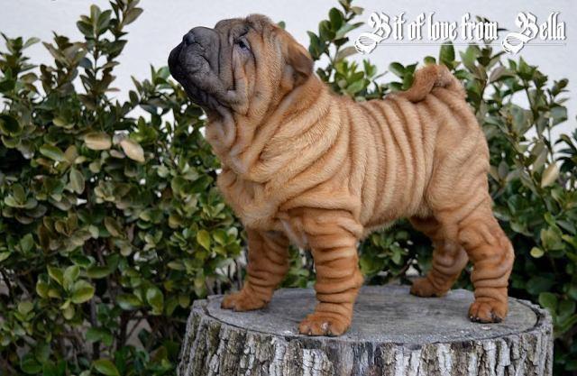 Šar-pej----Shar-Pei--