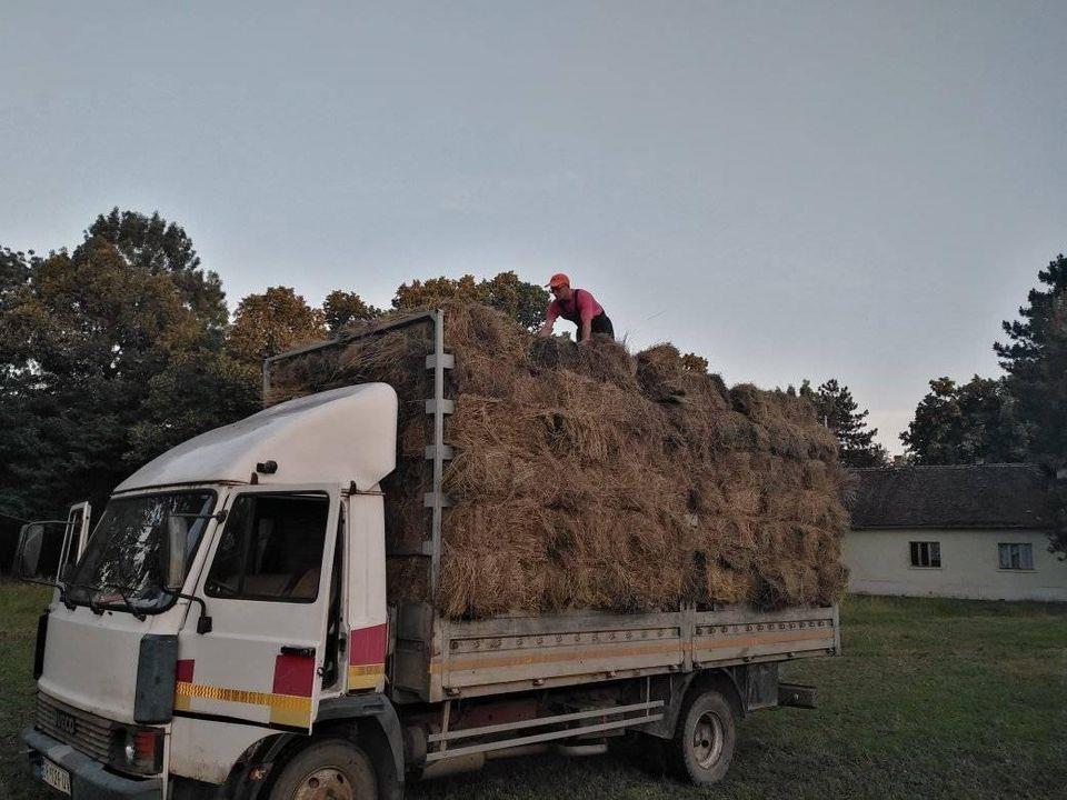 Zastava
