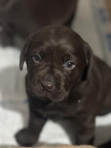 Labrador štenci
