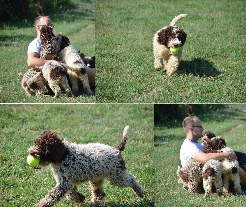 Lagotto-Romagnolo