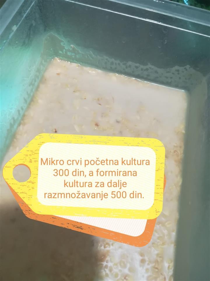 Mikro-crvi
