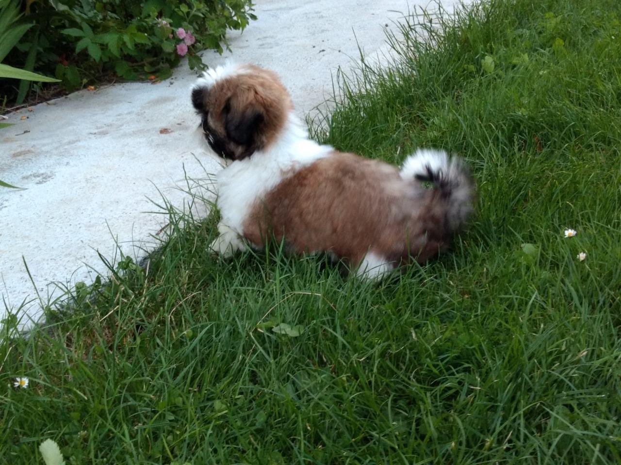 Shih-Tzu-štene
