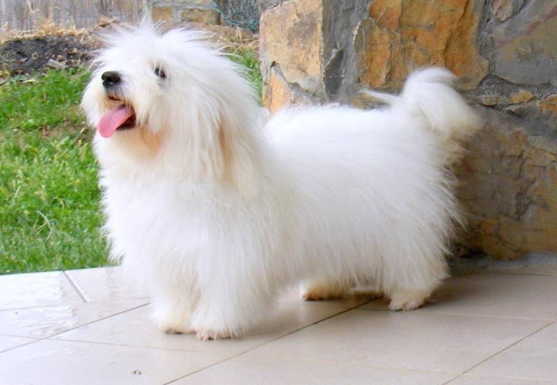 Coton-de-Tulear