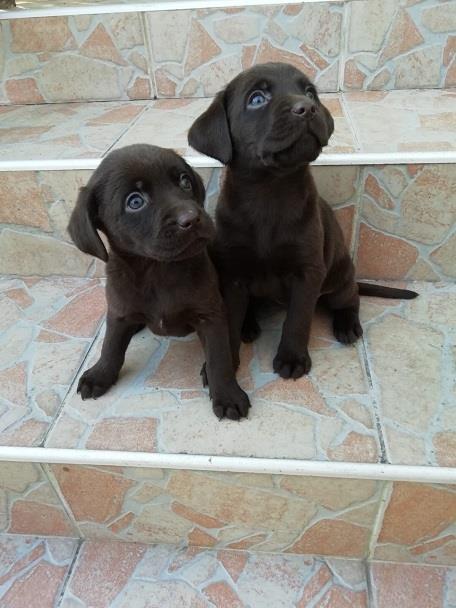 Labrador-stenci