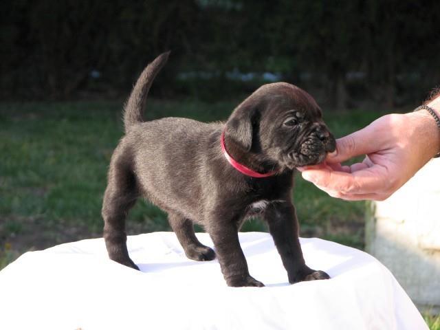 Cane-corso--sivi-stenci