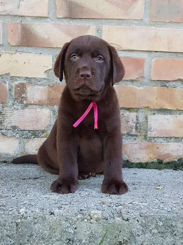 Labrador retriver