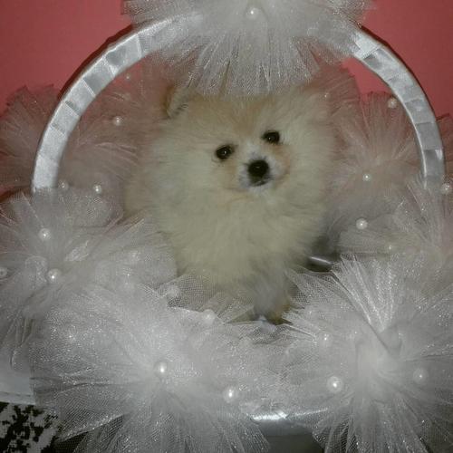 Pomeranac boo