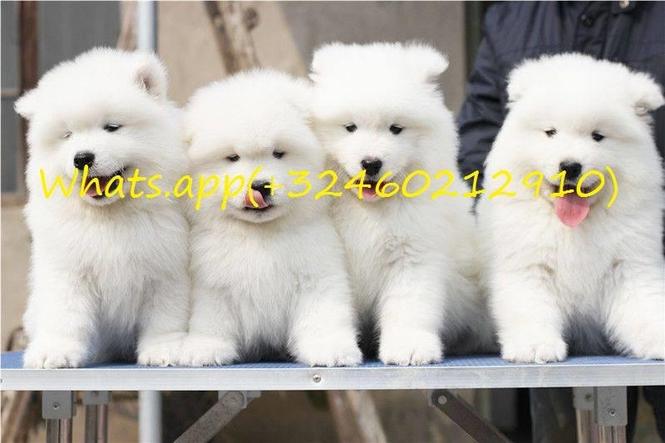 6 Beautiful Healthy Samoyed štenaca