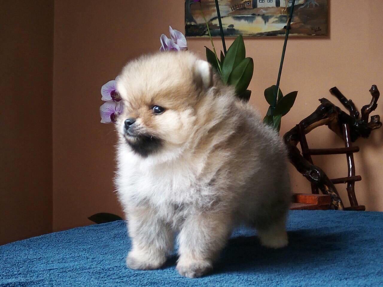 Pomeranski-spic