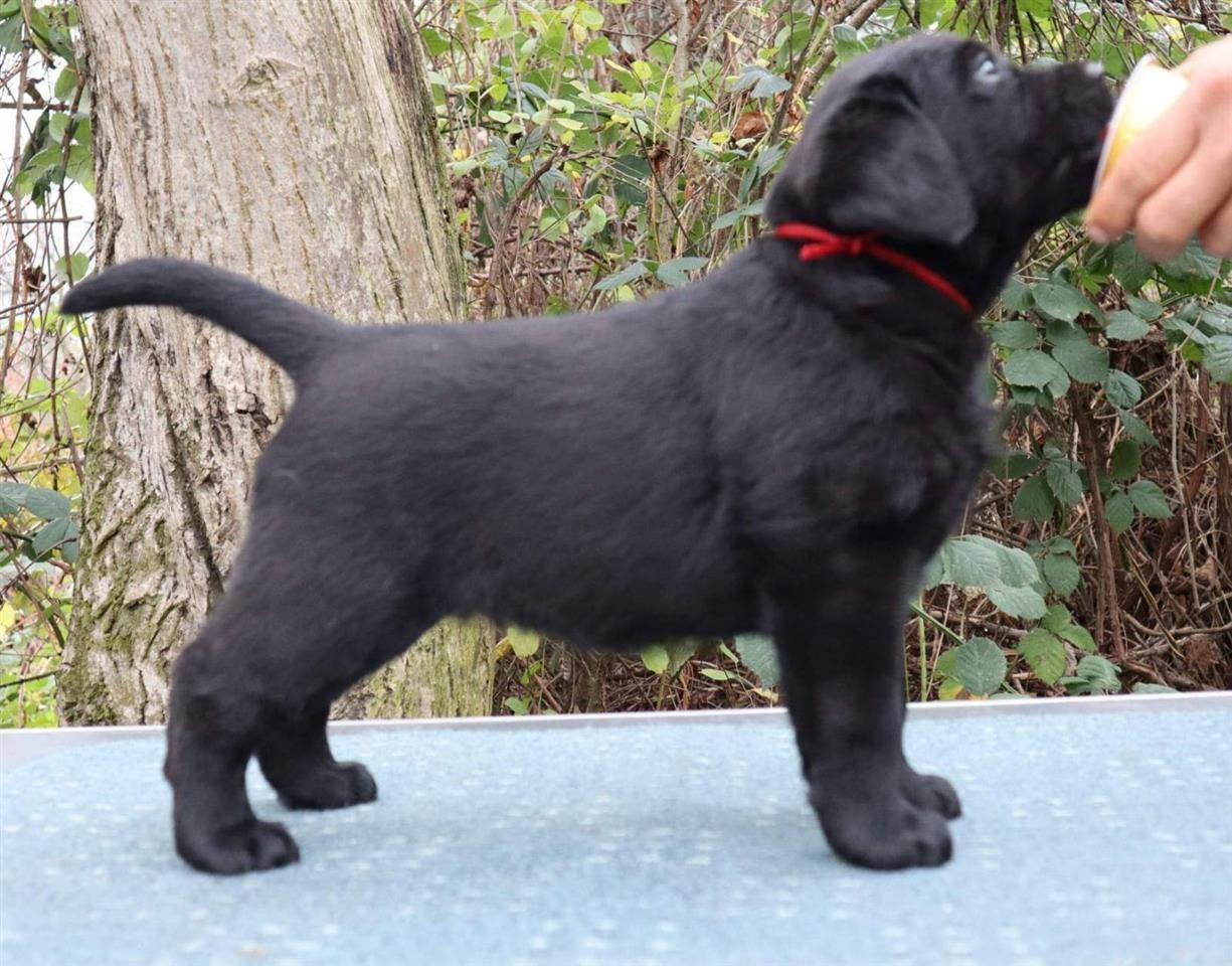 Labrador-štenci