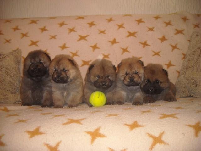Chow chow stenad