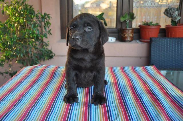Labrador-Retriver-braon-stenci-