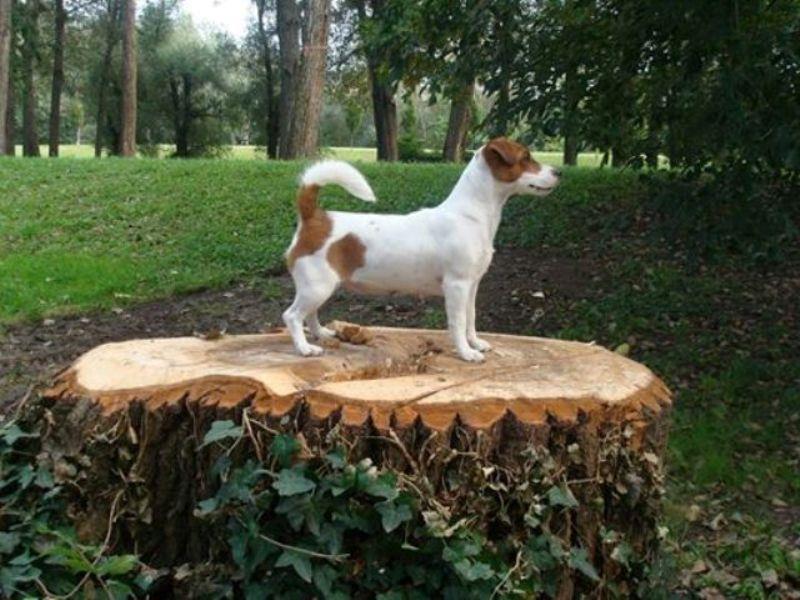 Jack-russell-stenci