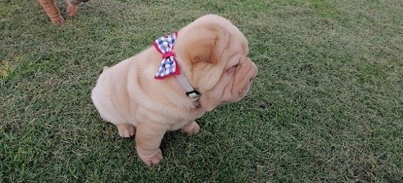 Shar-Pei--vrhunski-štenci