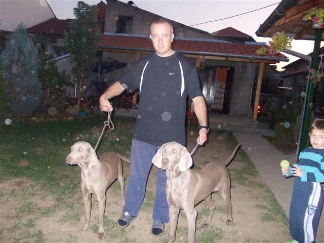 Weimaraner