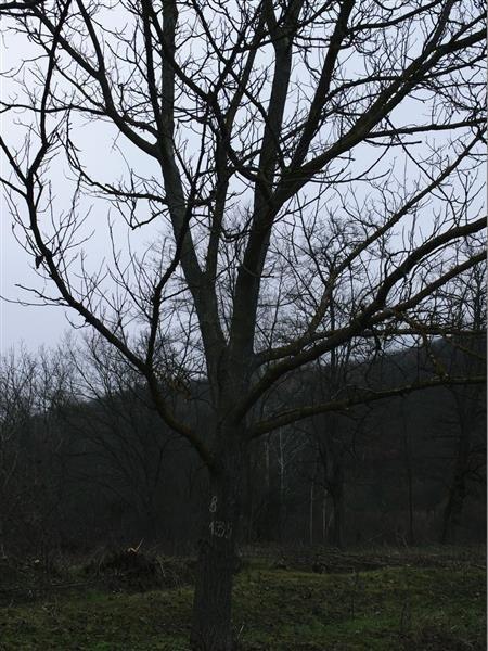 Orahova-stabla