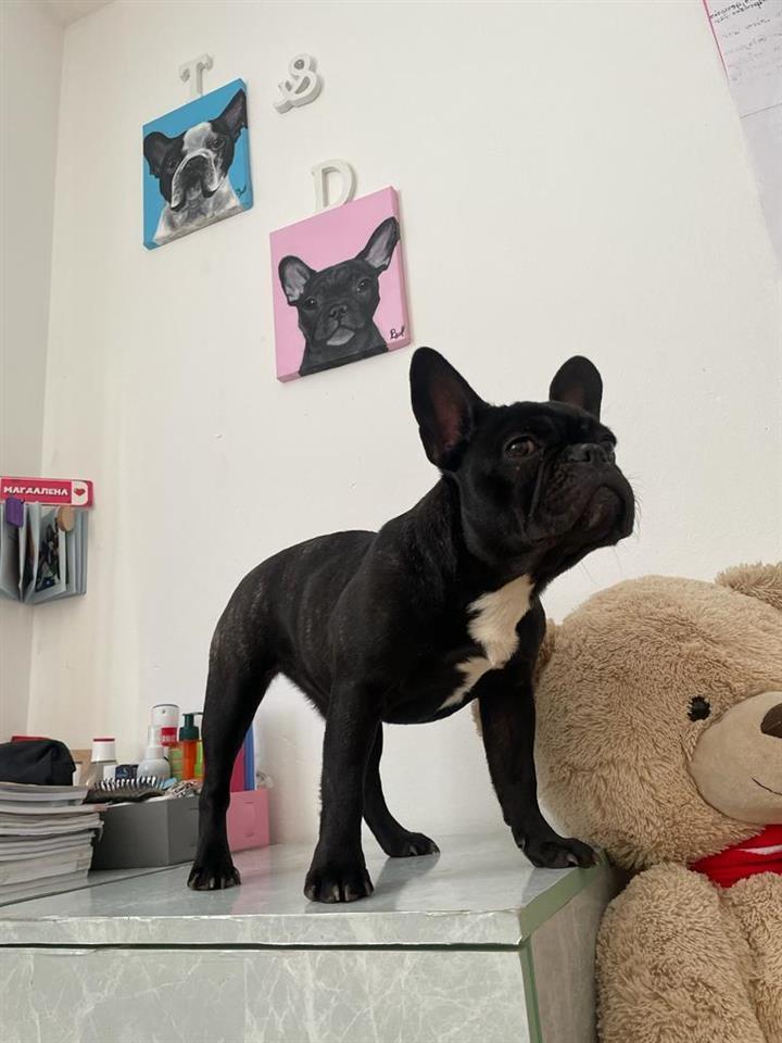 Francuski-buldog-