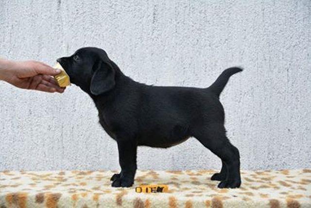 Labrador-Retriver---štenci