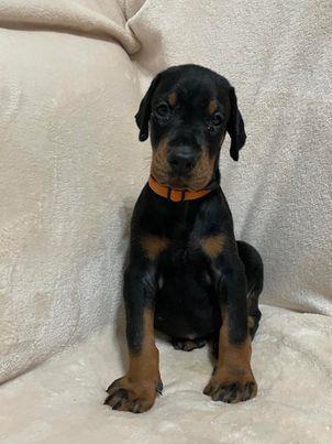 Štenci-dobermana-
