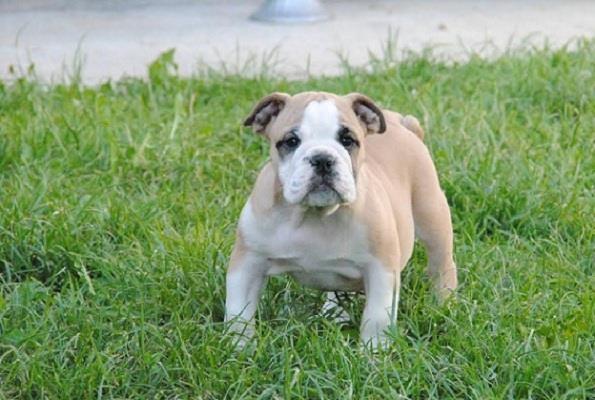 Engleski-buldog