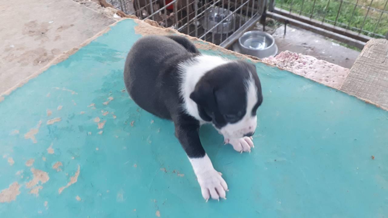 Pitbull-štenci