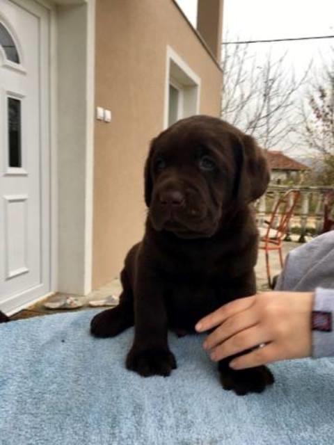 Labrador--čokoladni-štenci